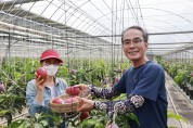 ‘열대 과일의 여왕’보성에서 키운 애플망고 본격 수확
